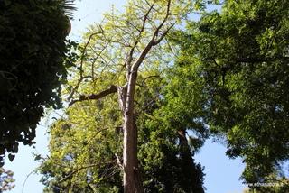 Ginkgo Orto Botanico Catania